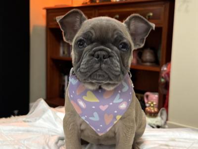 French Bulldog puppies in Tipperary 🐶
