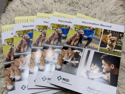 French Bulldog puppies in Tipperary 🐶