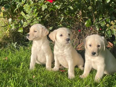 Goldadore puppies (Golden Retriever x Labrador) for sale in Tipperary