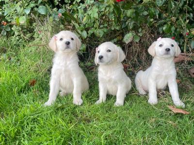 Goldadore puppies (Golden Retriever x Labrador) for sale in Tipperary
