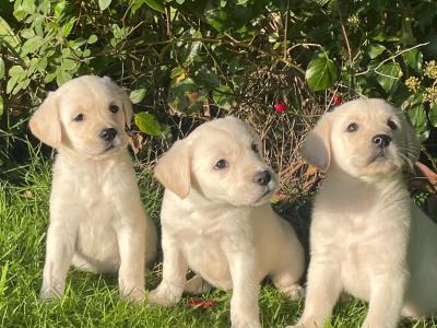 Goldadore puppies (Golden Retriever x Labrador) for sale in Tipperary
