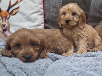 Cockapoo puppies in Carlow
