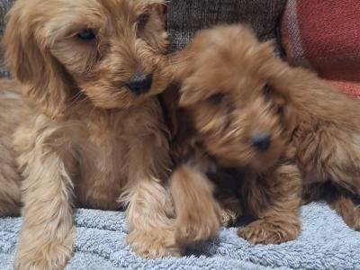 Cockapoo puppies in Carlow