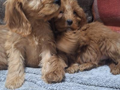 Cockapoo puppies in Carlow