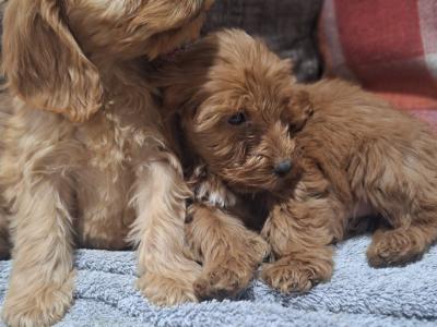 Cockapoo puppies in Carlow