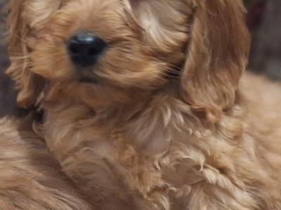 Cockapoo puppies in Carlow