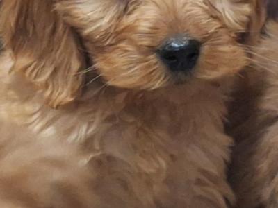 Cockapoo puppies in Carlow