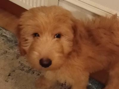 Beautiful male Cockapoo puppy 3 months old in Donegal