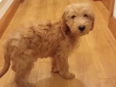 Beautiful male Cockapoo puppy 3 months old in Donegal