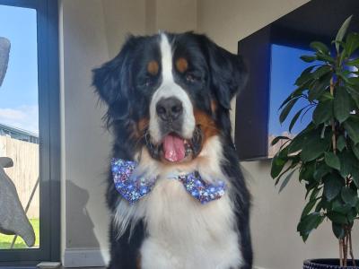 Buster the Bernese
