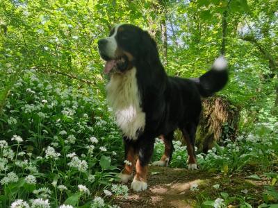 Buster the Bernese