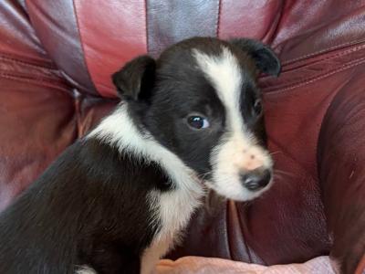 IKC Registered(pending) Border Collie puppies in Donegal WhatsApp. 0852000489