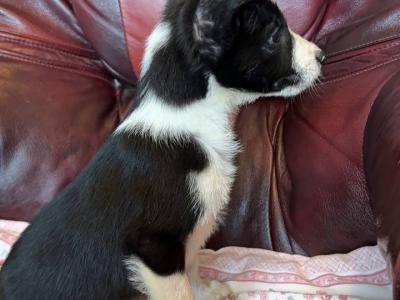 IKC Registered(pending) Border Collie puppies in Donegal WhatsApp. 0852000489