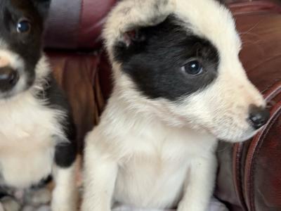 IKC Registered(pending) Border Collie puppies in Donegal WhatsApp. 0852000489