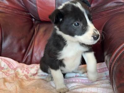 IKC Registered(pending) Border Collie puppies in Donegal WhatsApp. 0852000489