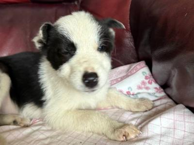 IKC Registered(pending) Border Collie puppies in Donegal WhatsApp. 0852000489