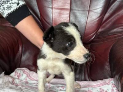 IKC Registered(pending) Border Collie puppies in Donegal WhatsApp. 0852000489