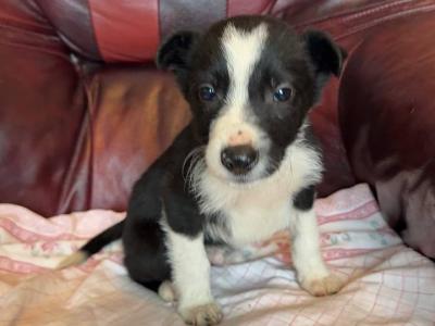 IKC Registered(pending) Border Collie puppies in Donegal WhatsApp. 0852000489