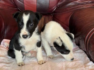 IKC Registered(pending) Border Collie puppies in Donegal WhatsApp. 0852000489