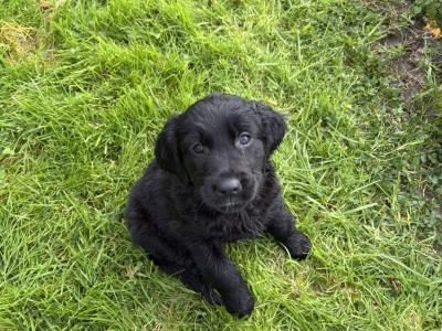 Golden Retriever x Border Collie puppies in Leitrim
