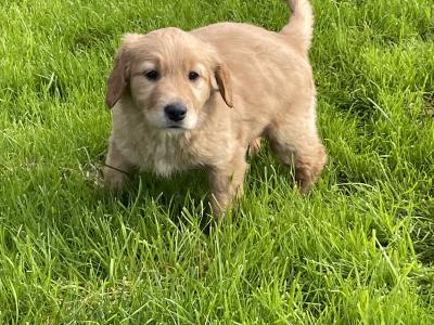 Golden Retriever x Border Collie puppies in Leitrim