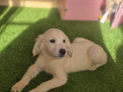 IKC Registered female Golden Retriever puppy in Limerick