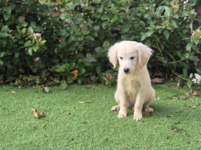 IKC Registered female Golden Retriever puppy in Limerick