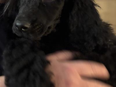 IKC Registered Standard  Poodle puppies in Donegal. Stunning females 💖Ready  😊