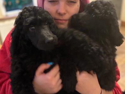 IKC Registered Standard  Poodle puppies in Donegal. Stunning females 💖Ready  😊