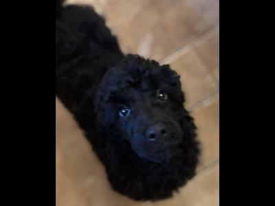 IKC Registered Standard  Poodle puppies in Donegal. Stunning females 💖Ready  😊