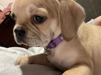Cute Puggle puppies (Pug x Beagle) in Laois 🐶