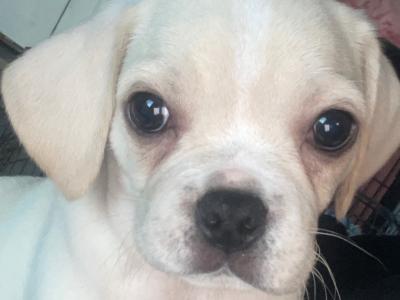 Cute Puggle puppies (Pug x Beagle) in Laois 🐶