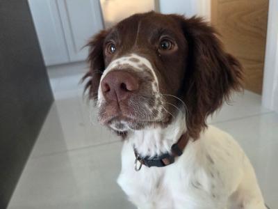 Male Springer Spaniel puppy 4 months old in Mayo