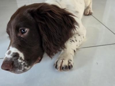 Male Springer Spaniel puppy 4 months old in Mayo
