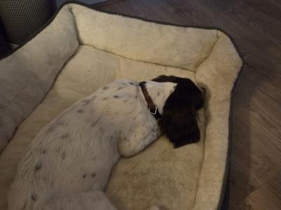 Male Springer Spaniel puppy 4 months old in Mayo