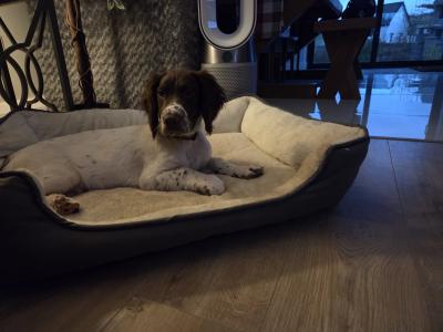 Male Springer Spaniel puppy 4 months old in Mayo