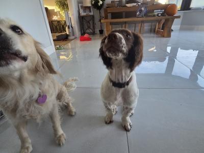 Male Springer Spaniel puppy 4 months old in Mayo