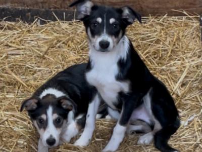 Border Collie puppies in Tipperary