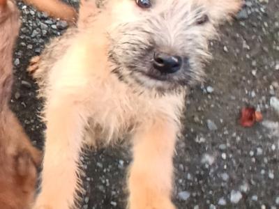 Irish Soft Coat Wheaten Terrier