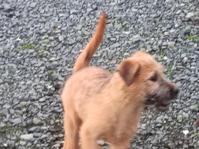 Irish Soft Coat Wheaten Terrier