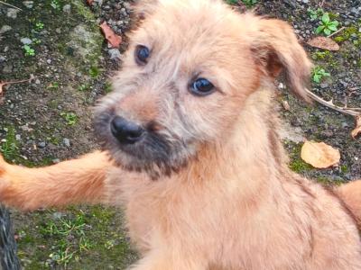 Irish Soft Coat Wheaten Terrier
