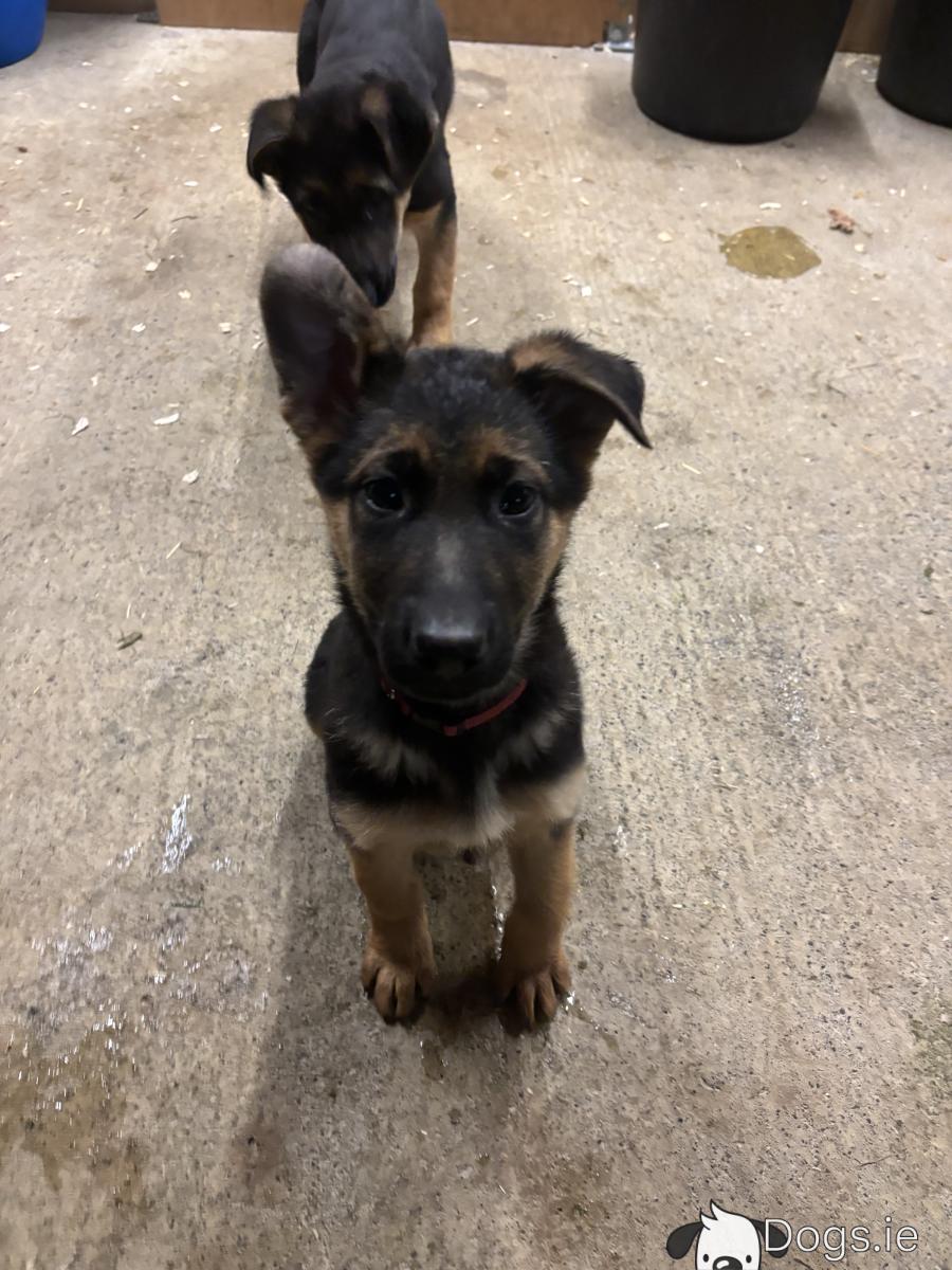 IKC Registered German Shepherd puppies in Laois Last