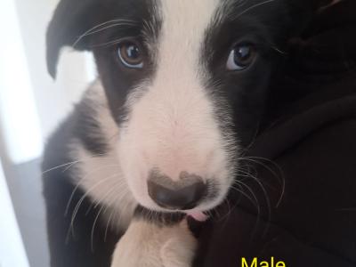 Border Collie puppies in Wexford