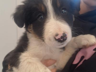 Border Collie puppies in Wexford