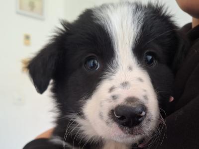 Border Collie puppies in Wexford