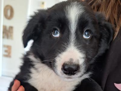 Border Collie puppies in Wexford