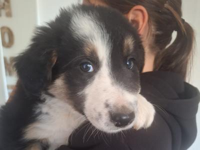 Border Collie puppies in Wexford