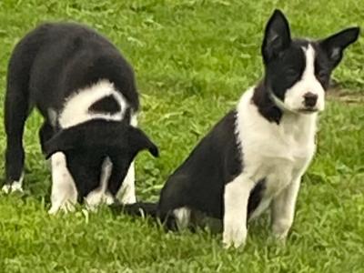Border Collie puppies in Carlow