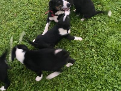 Border Collie puppies in Carlow