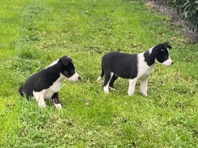 Border Collie puppies in Carlow